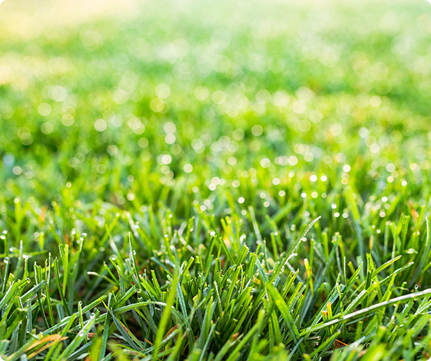 天然芝のような外観と高密度